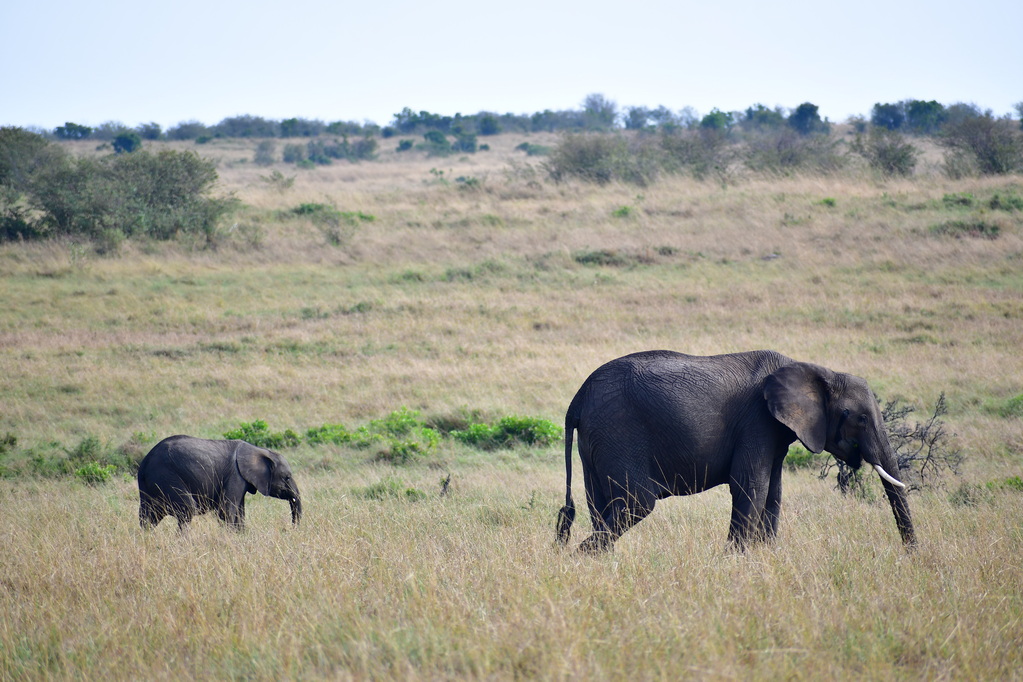 Masai Mara Nat. Reserve